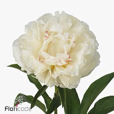 <h4>Paeonia fringed ivory</h4>