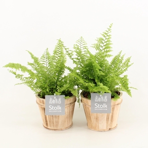 Varens in Wood Bruin