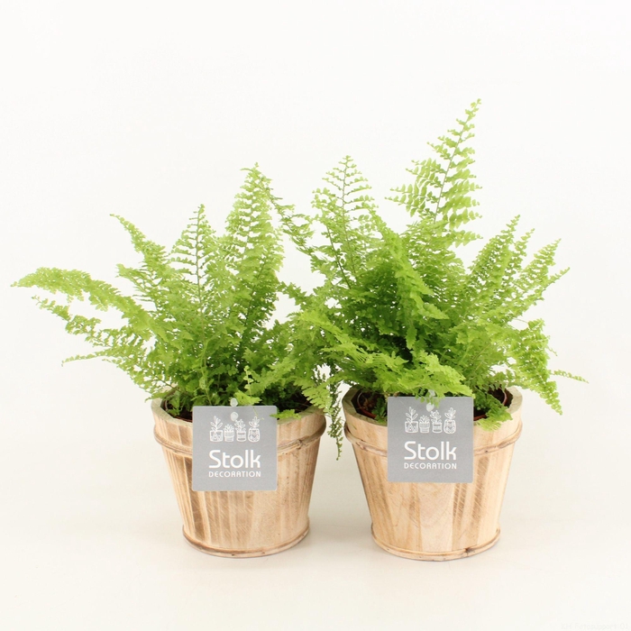 <h4>Varens in Wood Bruin</h4>