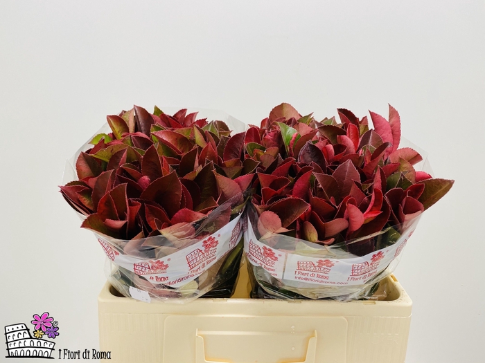 <h4>PHOT X F RED ROBIN</h4>