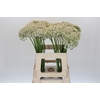 Allium Nigrum
