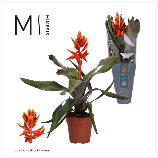 <h4>Aechmea Pepita Elegant Flames - 12 cm | Mimesis</h4>
