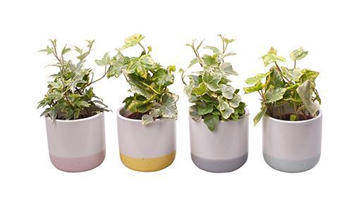 <h4>HEDERA MIX P6 L 696</h4>