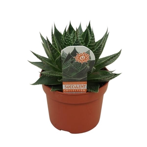 Aloe 'Cosmo'