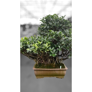 Ficus retusa, pot 50cm. Height 95cm.( single item)