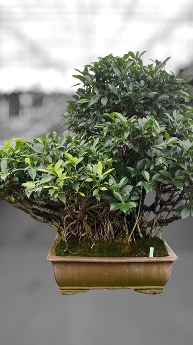 <h4>Ficus retusa, pot 50cm. Height 95cm.( single item)</h4>