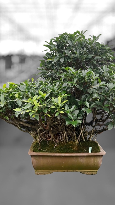 <h4>Ficus retusa, pot 50cm. Height 95cm.( single item)</h4>