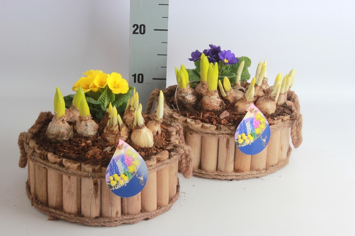 <h4>ARR BOL KNOLGEWAS</h4>