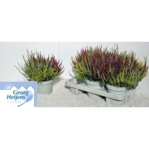 Calluna Garden Girls trio
