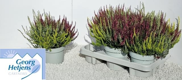 <h4>Calluna Garden Girls trio</h4>