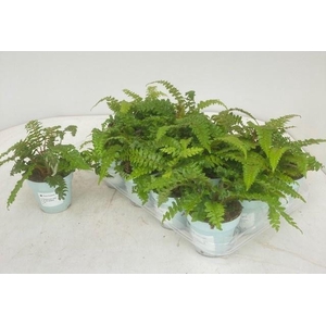 POLYSTIC POLYBLEPHAR