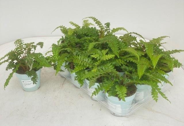 <h4>POLYSTIC POLYBLEPHAR</h4>