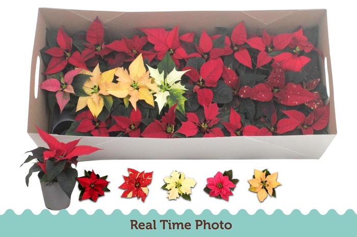 <h4>EUPHOR P GEM</h4>