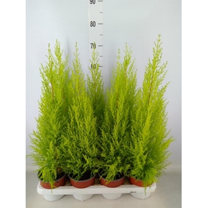 Cupressus macro. 'Goldcrest Wilma'