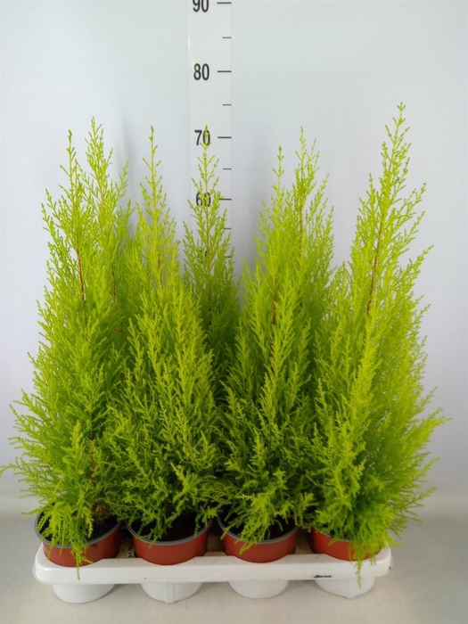 <h4>Cupressus macro. 'Goldcrest Wilma'</h4>