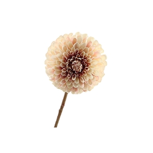 Dahlia Cream Pink FL440196CPK