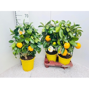 Citrus meyeri Lemon rack/trellis (s2)