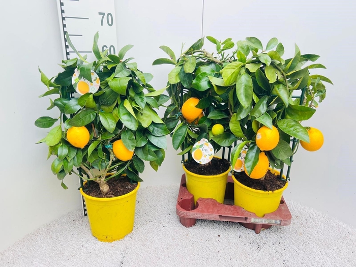<h4>Citrus meyeri Lemon rack/trellis (s2)</h4>