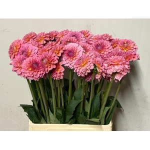 Dahlia Pink Runner