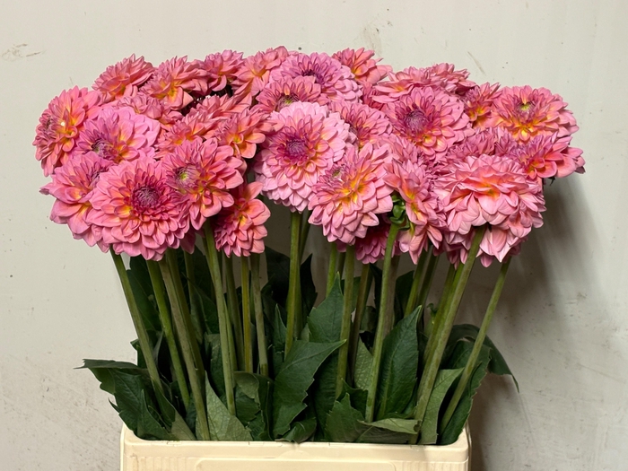 <h4>Dahlia Pink Runner</h4>