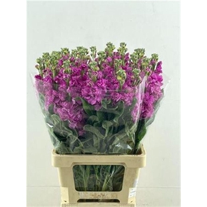 Matth Iron Pink 60cm