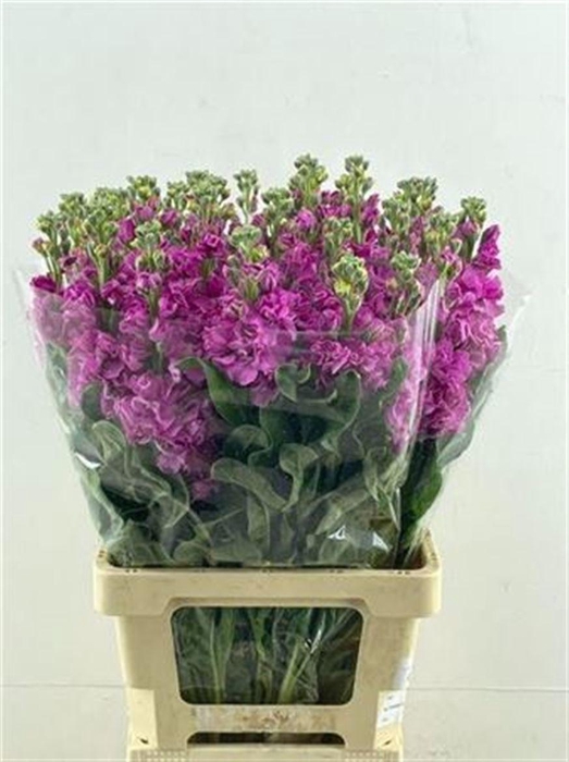 <h4>Matth Iron Pink 60cm</h4>