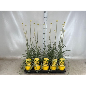 Craspedia globosa 'Golf Beauty'