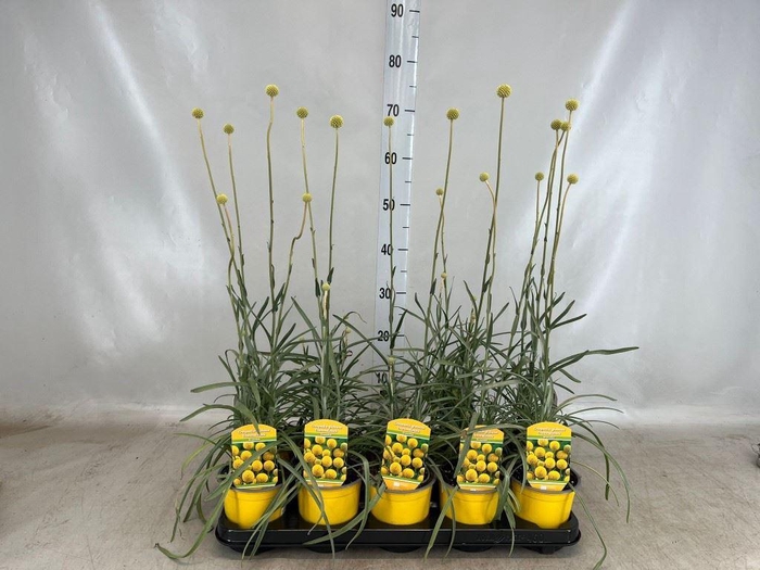 <h4>Craspedia globosa 'Golf Beauty'</h4>