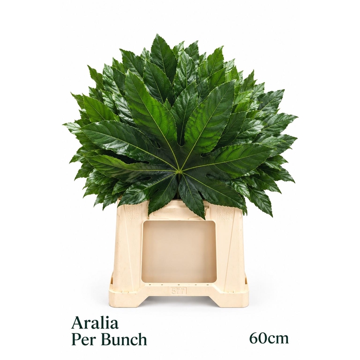<h4>Fatsia Japonica Bs</h4>