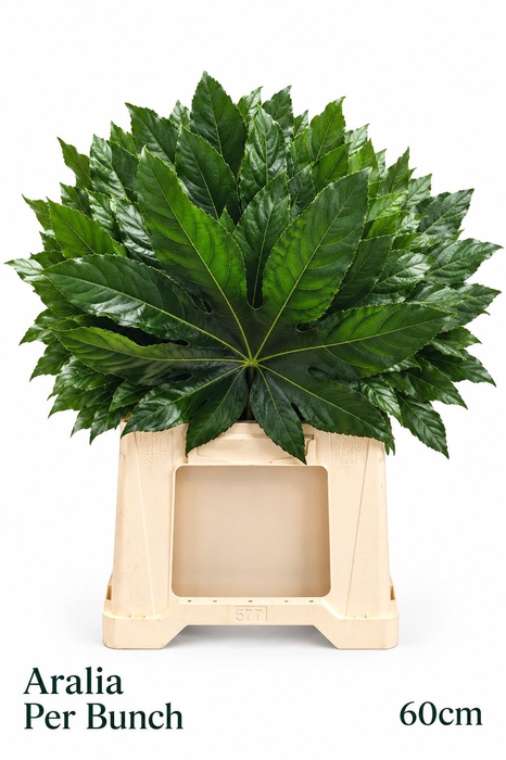 <h4>FATSIA JAPONICA BS</h4>