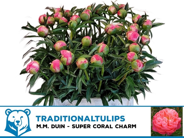 <h4>PAEO  CORAL CHARM</h4>