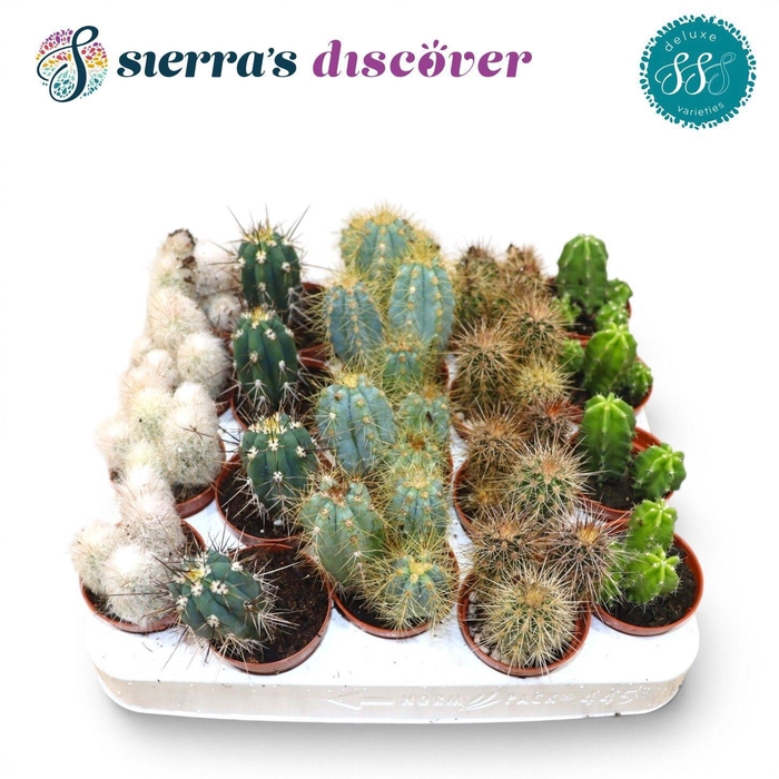 <h4>CACTUS GEM</h4>