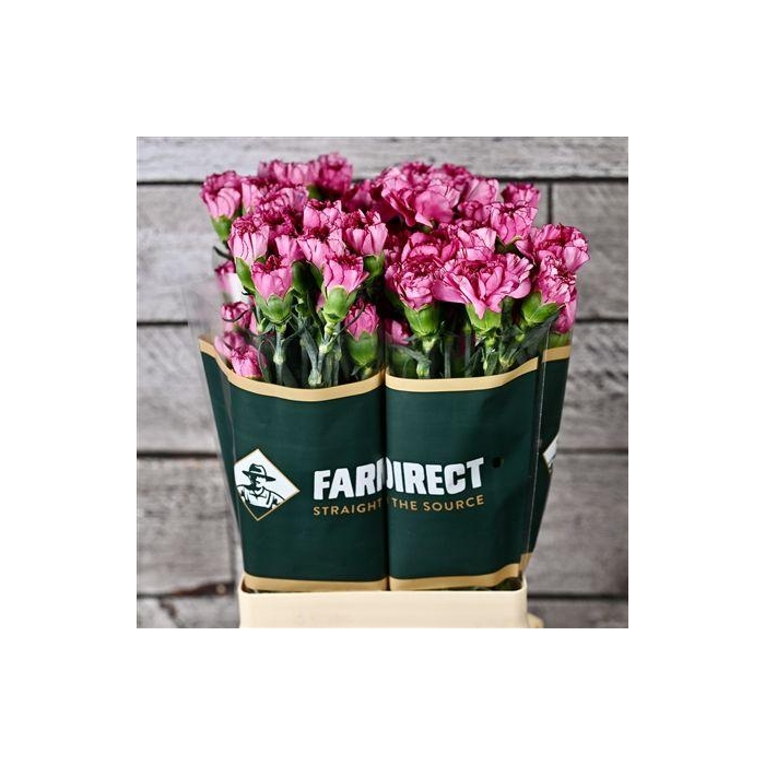 <h4>Di St Amico Lavender</h4>