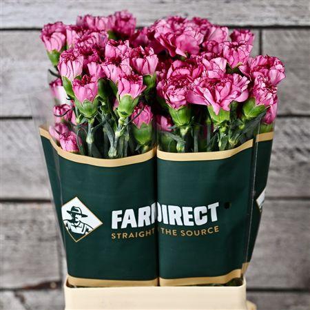 <h4>Di St Amico Lavender</h4>