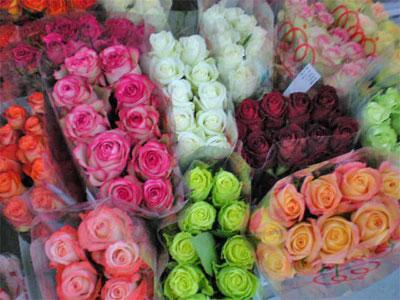 <h4>Rosa ec mix in box</h4>