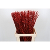 Salix Caprea Snow Flake P. Red