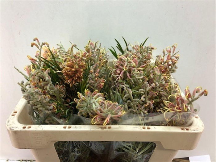 <h4>GREVI MISTY PINK</h4>