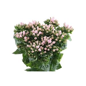 Bouvardia Royal Roza Light Pink