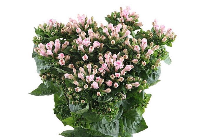 <h4>Bouvardia Royal Roza Light Pink</h4>