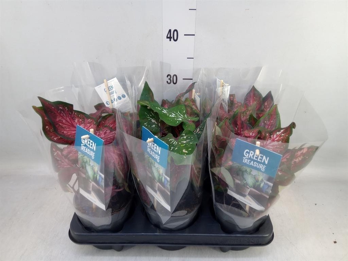<h4>Caladium  'Scarlet Flame'</h4>