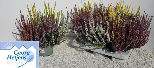 <h4>Calluna Garden Girls Quattro Girls gemengd in pot</h4>