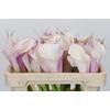 Zantedeschia Eydolls Purple White