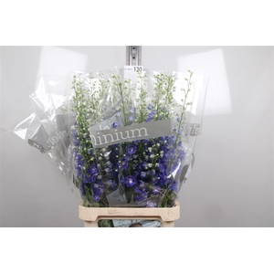 Delph Du Blue Emerald
