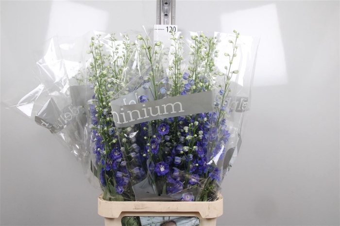 <h4>Delph Du Blue Emerald</h4>