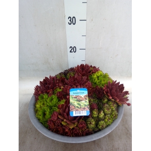 Sempervivum   ...