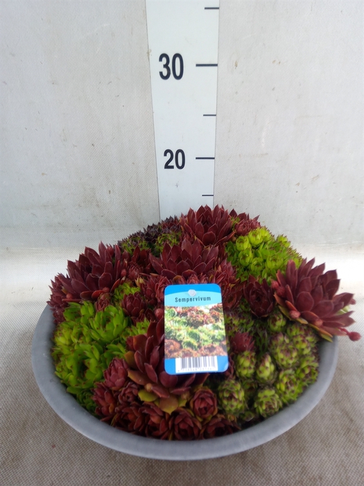 <h4>Sempervivum   ...</h4>