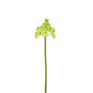 Artificial flowers Ornithogalum 81cm