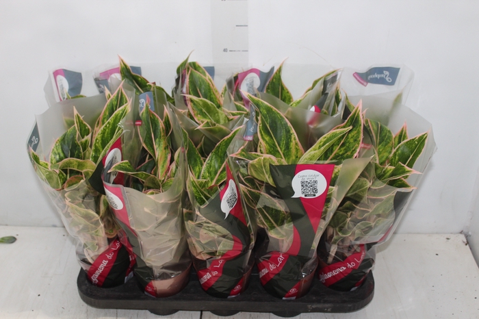 <h4>AGLAONEMA PINK AURORA P12</h4>