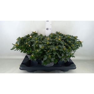 Rhododendron sim.   ...