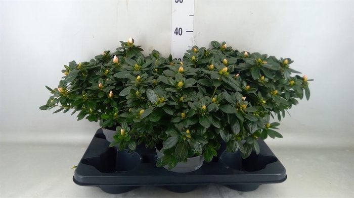 <h4>Rhododendron sim.   ...</h4>